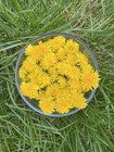 Homemade Dandelion Oil