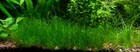 Eleocharis Pusilla Dwarf Hairgrass Potted Freshwater Aquarium P-buy 2 Get 1 Free