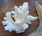 4 Large Star Fish white Mushroom Coral white Branch Coral murex Seashell   