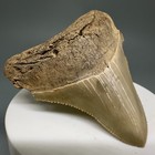 Beautiful Light Colors  Sharply Serrated 2 57  Fossil Megalodon Shark Tooth- Usa