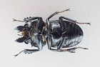 D52137  Insects  Lucanidae  Neolucanus Kontumensis Sp  Vietnam Central  Big 