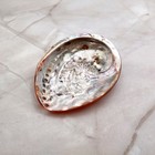 Polished Orange Midas Abalone Seashell  1 Shell Approx  4  Inches  