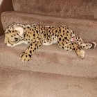 Cheetah Stuffed Plush Animal By Fao Schwarz   Vintage 2012 Sold At Toys  r  Us 