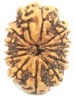 Rare Super Collector Size 12 Mukhi Rudraksha - Nepal - Igl Certified - 33 38 Mm
