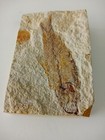 Fossil Fish On Limestone From Wyoming