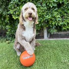 Virtually Indestructible Best Ball For Dogs 8 Inch  colors Vary   1008  medium