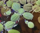 12  Dwarf Water Lettuce  pistia Stratiotes    Free Plant - Live Aquarium Plants