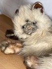 Russ Berrie Yomiko Furry Long-haired Himalayan Cat Large 24  Plush  7978 Korea