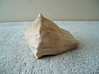 Vintage Conch   Sea Shell   Beautiful Collectible Displayable Item  