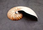 Natural Nautilus Seashell Right Cut Single  1 Half Shell Approx  7  Inches 