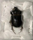 Cryptoryctes Pimbus  20mm Male  V  Scarce Dynastinae From Australia