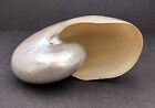 Pearlized Nautilus Seashell Polished Nautilus  1 Shell Approx  7  Inches 