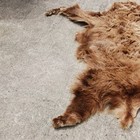 Bear Fur