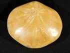Big  Polished 150 Million Year Old  Sand Dollar Fossil Madagascar 186gr