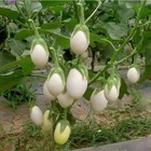 White Egg Eggplant Seeds  Non-gmo  Garden Egg  Heirloom  Free Shipping