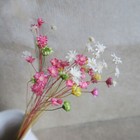 100 Pcs Little Dried Petals Small Natural Floral For Decoration