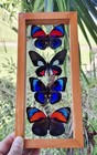 Real Framed Butterflies 4 Amazing Butterflies Mounted Double Glass Size 4 5x10 5