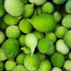 Fresh Kantola   10 Seeds   Spiny Gourd   Kakrol   Heirloom Non-gmo   Asian Seeds