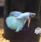 Live Male Betta Aquarium Fish Teal Blue With Orange Tones - Freshwater Tropical