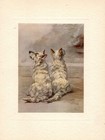 Antique West Highland White Terrier Print C1910 Maud Earl Art Illustration 6936n