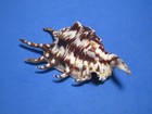 Lambis Lambis  linnaeus 1758   fudge Colors     119 6mm 