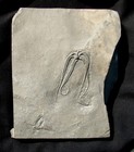 Beautiful  Large Protaster Starfish Fossil  Ny - Found By Eugene Thomas In 1994 