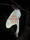 Saturniidae  Luna Moth  Actias Luna - Cocoon