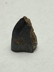 Baby Trex Tooth 