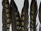 6 Natural Lady Amherst Pheasant Tail Feathers 8 To 10 Inches For Fly Tying