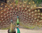  5  High   Green Emerald Spalding Peafowl Peacock Hatching Eggs   ready Now 