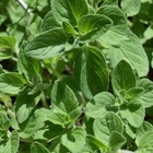 Oregano Seeds  Italian Vulgare Heirloom  Non-gmo  Culinary Herb  Free Shipping
