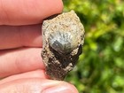 Russia Fossil Brachiopod In Matrix Ivanoviella Jurassic Rhynchonellidae Shell