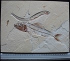 Spaniodon 18 - Museum Quality Collector s Specimen -cretaceous Fossils Lebanon