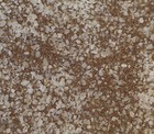 Brine Shrimp Eggs     90  Hatch Rate     Premium Gsl Artemia Cysts     Fry Food