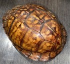 Taxidermy Eastern Box Turtle Shell - Complete Condition For Display