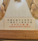 Huge Atticus Atlas Ryukyuensis Yonaguni Specimen Antique Case Okinawa  mothra 