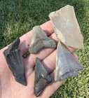 Fossil Megalodon And More Shark Tooth Lot Group Of Shark Teeth Fossils