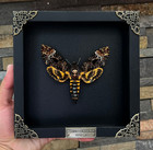 Real Insect Framed Death Head Moth Skull Acherontia Oddities Taxidermy Decor
