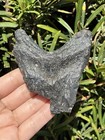 Natural Beautiful 3 70    Megalodon Tooth Fossil Shark Teeth