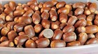 5 Lbs Pounds Acorns 2025 White   Red Oak Fresh 2025 Drop New