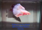 Wysiwyg- Live Betta Fish - Pink Sakura Halfmoon Male Shipped From Fl  Usa