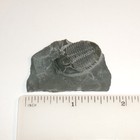 Trilobite Elrathia Kingii 507 Million Year Old Fossil In Shale Matrix With Coa