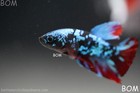Live Betta Male Black Galaxy Koi Hmpk Red Blue   Bom-b382