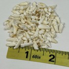 Lot Of 100 Assorted Small Coyote Teeth Real Cleaned Taxidermy Weird Goth  4095