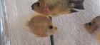 Midas Cichlid X Vieja Shortbody Hybrid Live Fish  Red Devil  Flowerhorn 