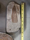 Lot Of 3 Large Fossil Specimens Lot- Assorted Varieties