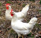12 White Leghorn Chicken Hatching Eggs  F1