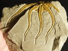 440 Million Year Old  Starfish Fossil Ordovician Morocco 270gr