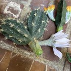 Faux Flowering Succulent Cactus Pieces Set Of 5 Pieces