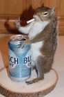 Taxidermy Naughty Squirrel Mount Novelty Present Whitetail Deer Log Cabin Decor